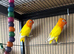 Lutino birds for sale