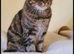 Missing elderly cat