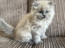 Beautiful cuddly ragdoll x Persian