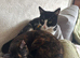 White grey black female kitten