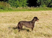 Lurcher x Collie