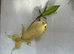 Rare yellow pair of Leaf insects (Phyllium letiranti "Tataba") plus eggs