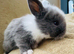 Adorable Lionhead / Lop  Baby Bunnies 4 Available