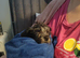 Cookapoo female puppy. £700.00