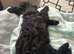 Beautiful toy poodle girl looking for new home