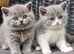 GCCF Registered British Shorthair Kittens