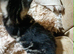 beautiful maine coon x tabby cats kittens
