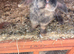 Purebred mini lop