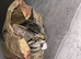 Two kittens for sale