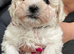 READY TO LEAVE NOW &ndash; Beautiful Maltese Puppies Looking for Their Forever Homes!