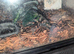 I have some Tarantulas for sale