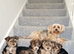 ️Beautiful puppies looking for their forever homes.