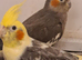 Some lovely cockatiels