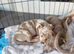 Merle girl puppies
