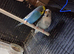 Breeding pairs of budgies