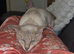 2 year old male siamese