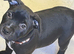 Stunning kc registered Staffordshire bull terriers