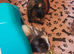 Two lovely guinea pigs requiring a new home.