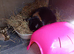 Gorgeous friendly adult female mini lops