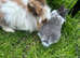 3 baby bunnies