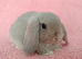 Baby mini lop rabbits for sale