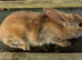 Mini lop cross Rex bunnies