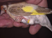 2022 SIBERIAN GOLDFINCH HEN