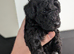Beautefull black to poodle girl