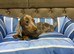 Dachshund