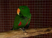 Male Talking Eclectus parrot