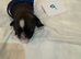 9 purebred Shih Tzu puppies are looking for new, loving homes.