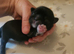 Kc shih tzu imperial line