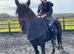 11 yr old 14.1/2 friesian X mare