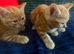 2 ginger kittens for sale