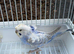 Helicopter, hagoromo budgies, all in good health