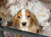 Mixed litter cocker spaniels