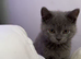 British shorthair kittens