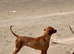 Hungarian vizsla