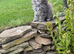 Stunning TICA Registered boys
