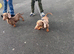 Stud only Isabella dachshund!!!