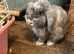 Female mini lop