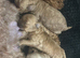 Cavapoo puppies