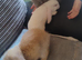 4 baby french lop