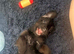 Milo dash hound cross toy poodle
