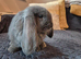 Friendly French Lops