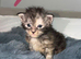 MAINE COON KITTENS/TICA REGISTERED