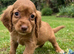 Exceptional cocker spaniels