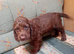 Cocker spaniel puppies