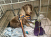 Miniature Isabella dachshund boy