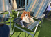 Cavalier King Charles Spaniel for stud
